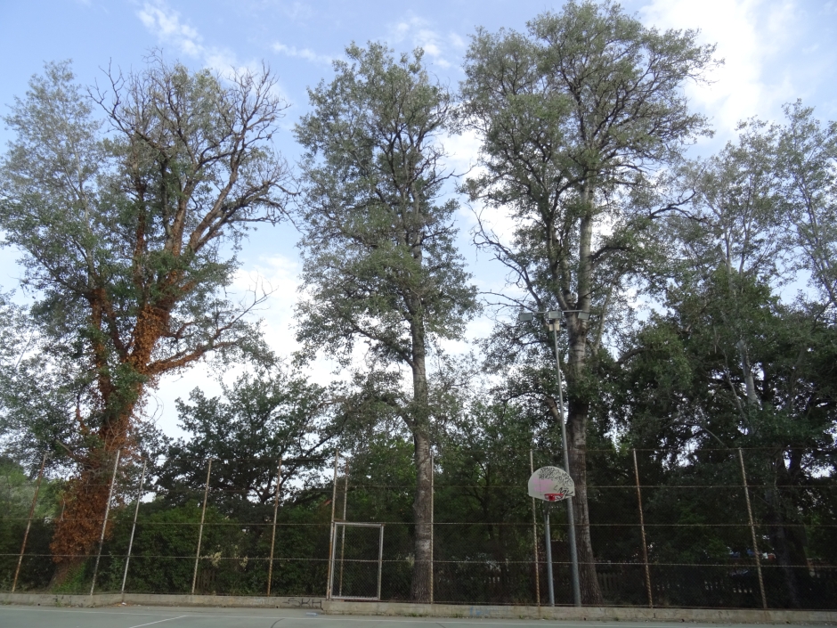Àlbers de la zona esportiva de Mas Gener.