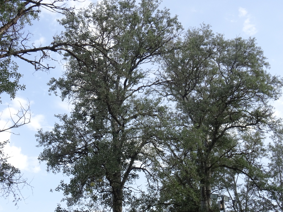 Àlbers de la zona esportiva de Mas Gener.