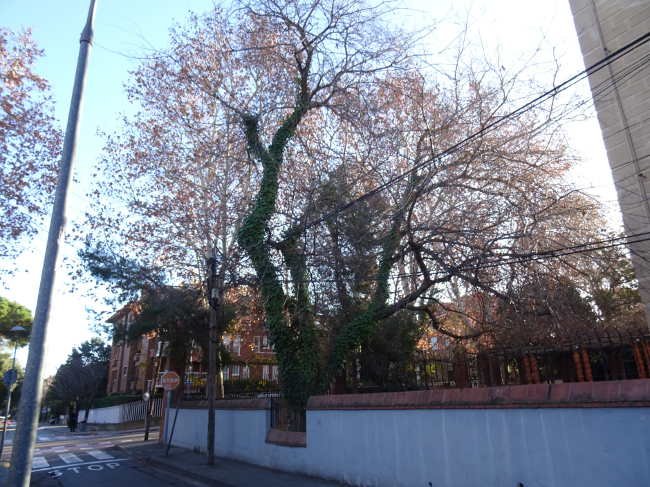 El lledoner de la Casa Mònaco.