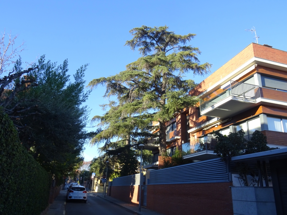 Els cedres del carrer Bergara número 65.