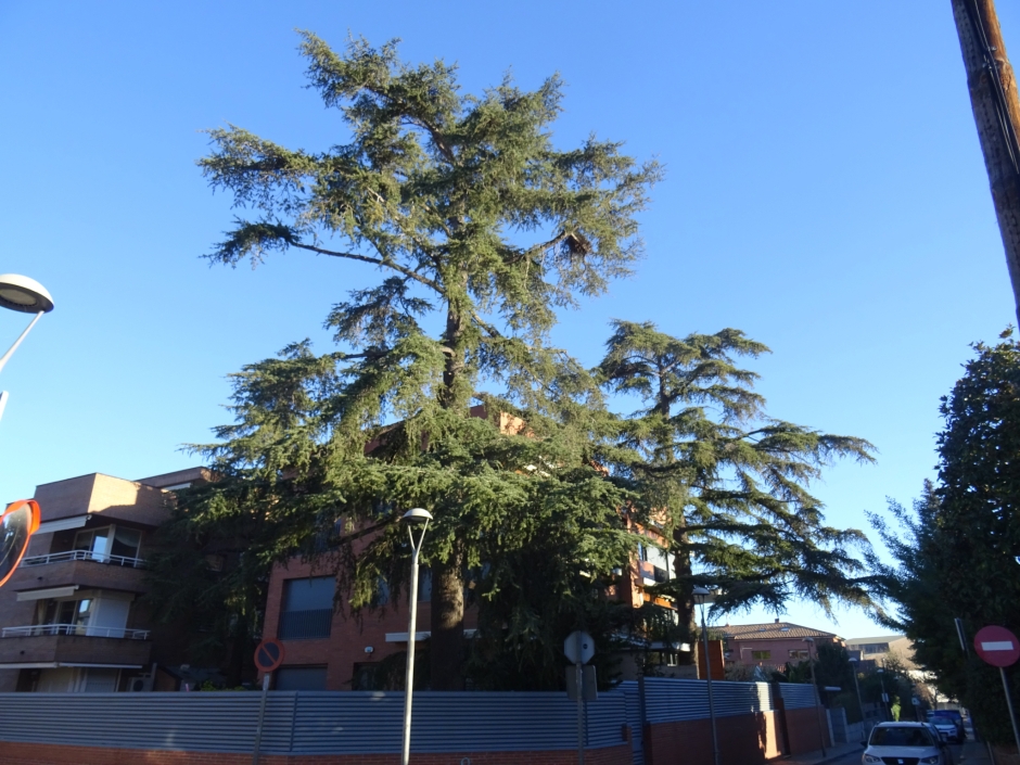 Els cedres del carrer Bergara número 65.