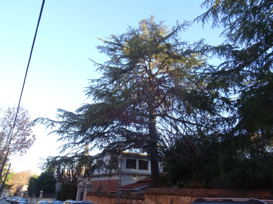 El cedre del carrer d'Elisenda.