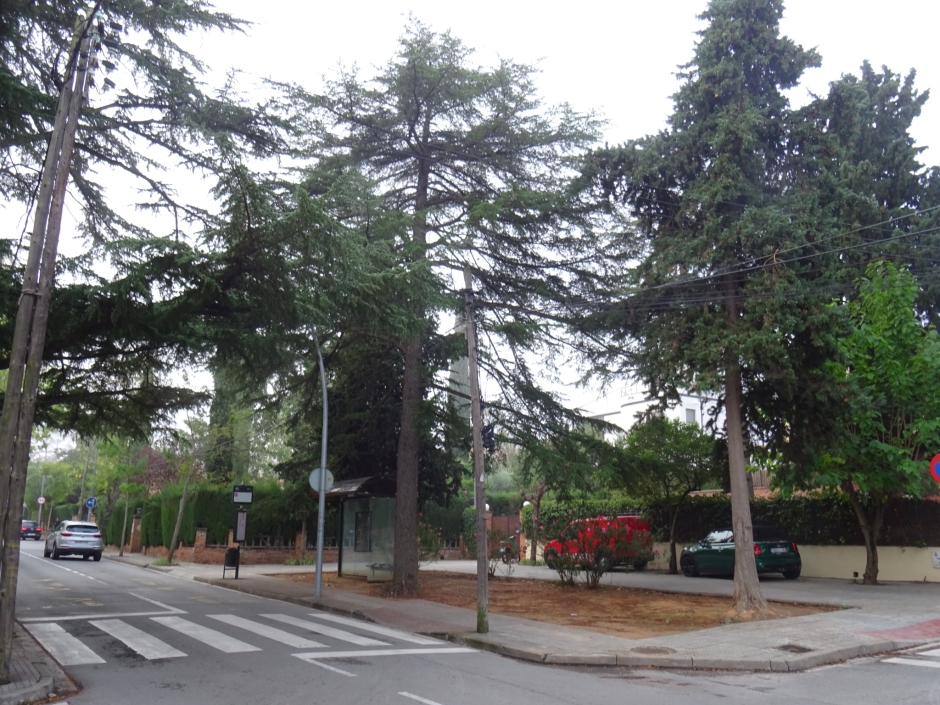 El cedre alt de l'avinguda de Bilbao (cedre gran de la plaça de Mirasol - Av. Bilbao).