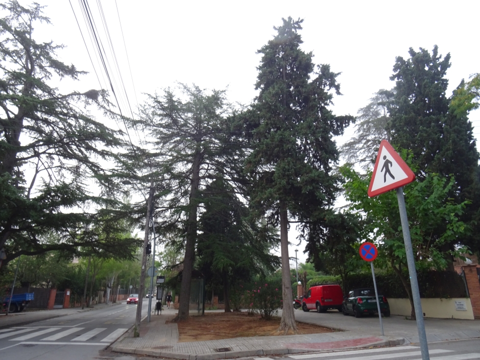 El cedre alt de l'avinguda de Bilbao (cedre gran de la plaça de Mirasol - Av. Bilbao).