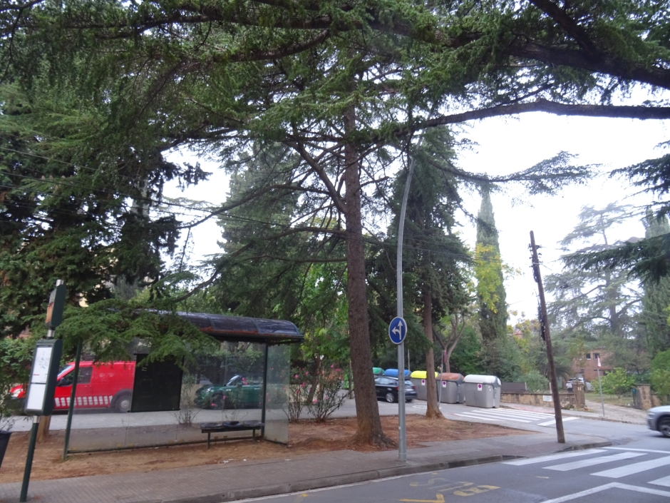 El cedre alt de l'avinguda de Bilbao (cedre gran de la plaça de Mirasol - Av. Bilbao).