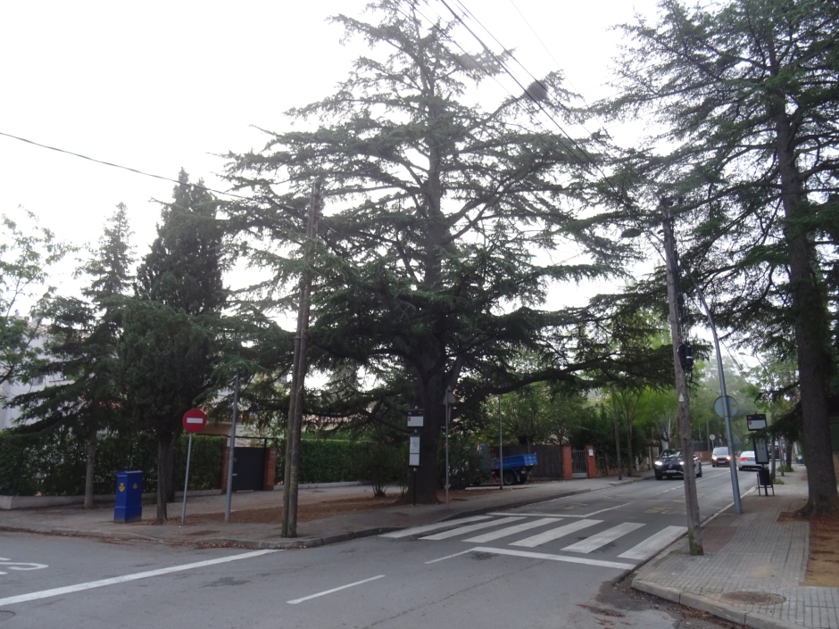 El cedre petit de l'avinguda Bilbao (Cedre petit de la plaça Mira-sol - av. Bilbao).