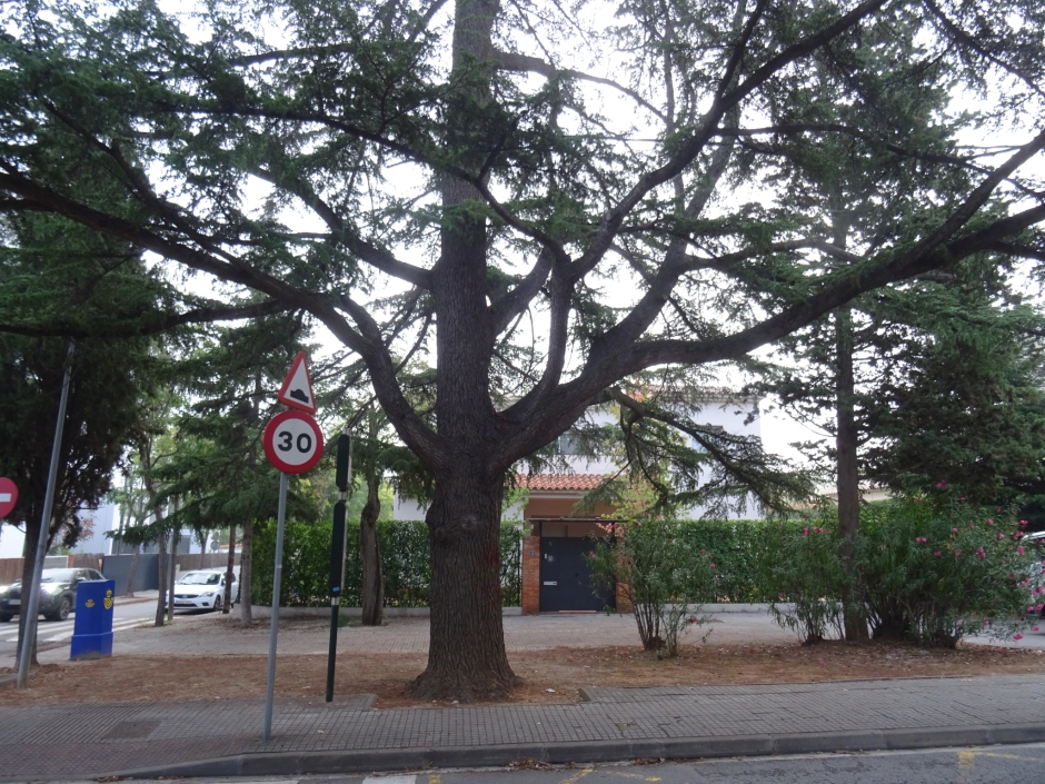 El cedre petit de l'avinguda Bilbao (Cedre petit de la plaça Mira-sol - av. Bilbao).