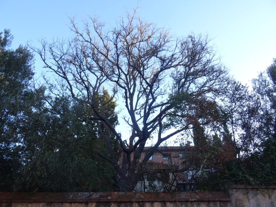 L'alzina a la casa Ribatallada.
