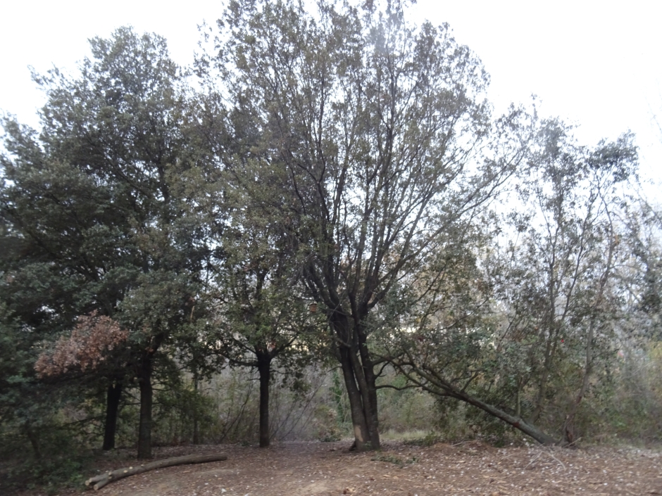 El roure gros de l'estany dels Alous.