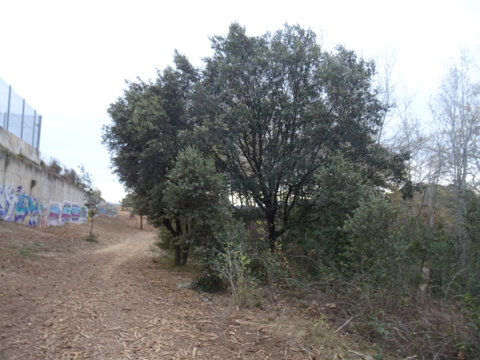 El roure de l'estany dels Alous.