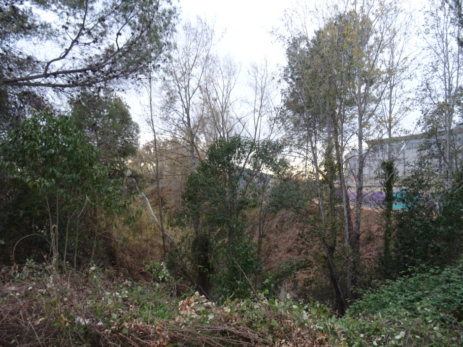 Els àlbers de l'estany dels Alous.