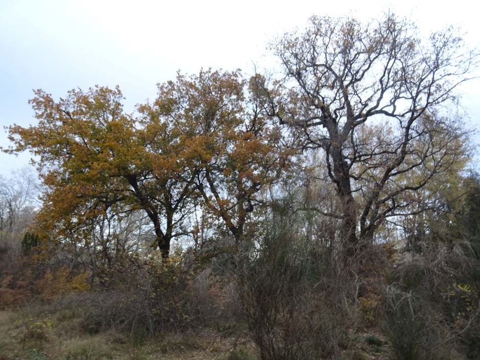 Els roures de l'estany dels Alous.