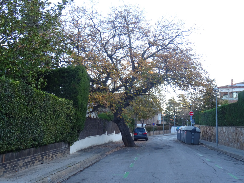 El roure de l'Eixample (Roure de l'eixample sud-oest al carrer de Mariné).