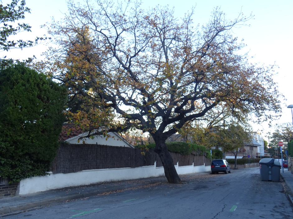 El roure de l'Eixample (Roure de l'eixample sud-oest al carrer de Mariné).