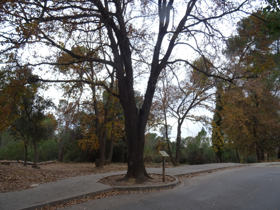 El roure del passeig del Colibrí.