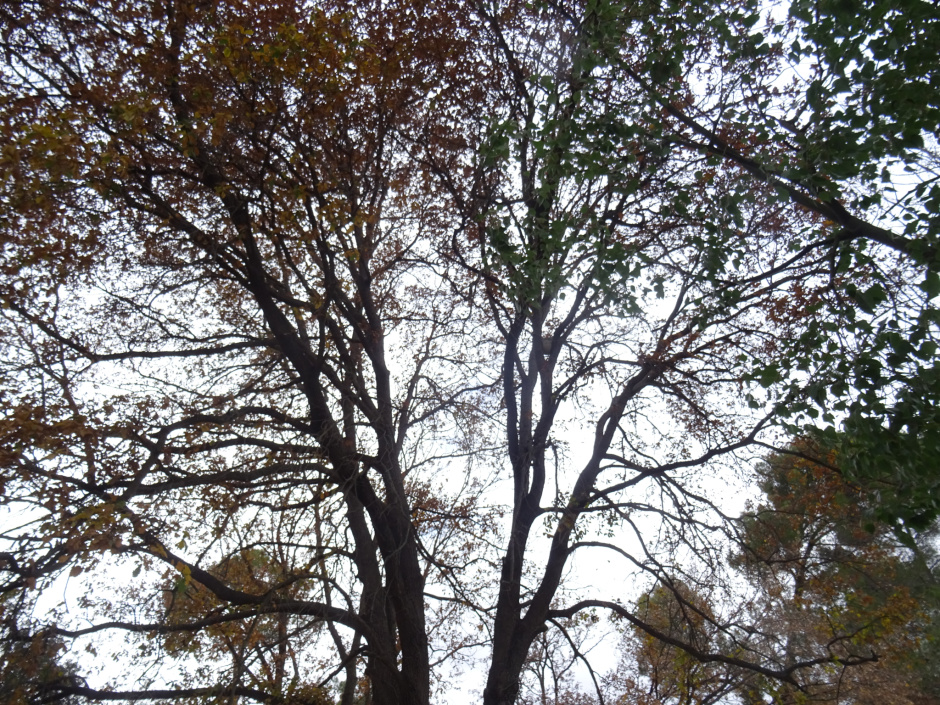 El roure del passeig del Colibrí.