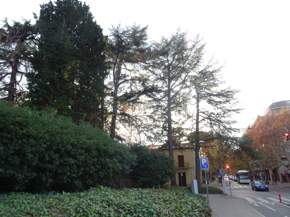 Els cedres del jardí de Pilar Roig i de la plaça de l'Onze de Setembre.