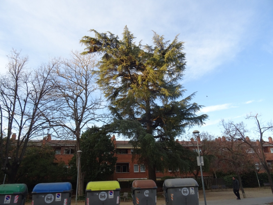 Els cedres del jardí de Pilar Roig i de la plaça de l'Onze de Setembre.