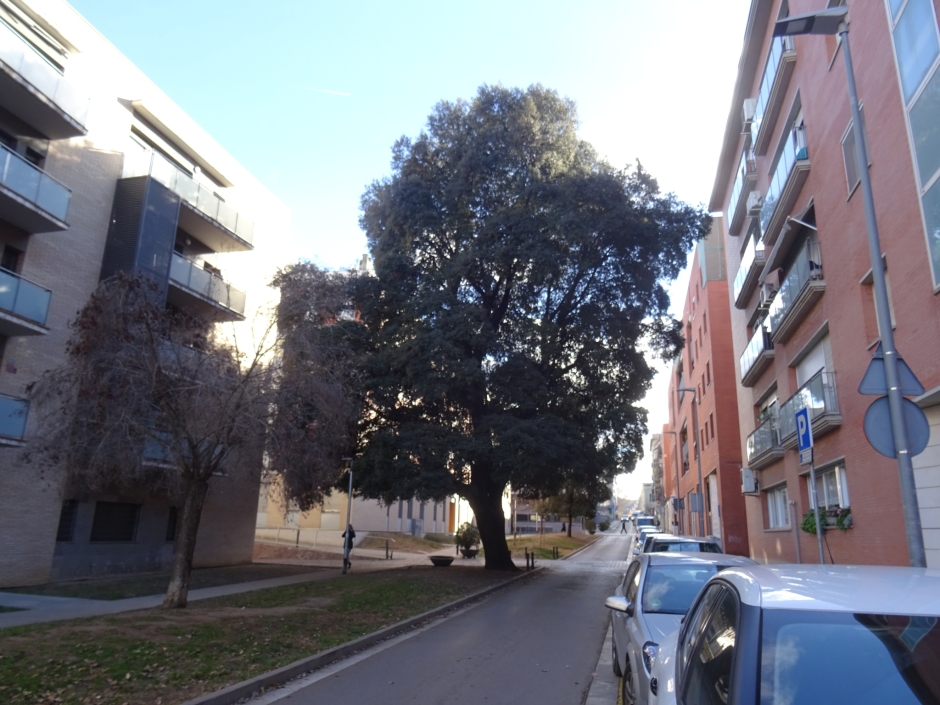 L'alzina del carrer de Borrell.