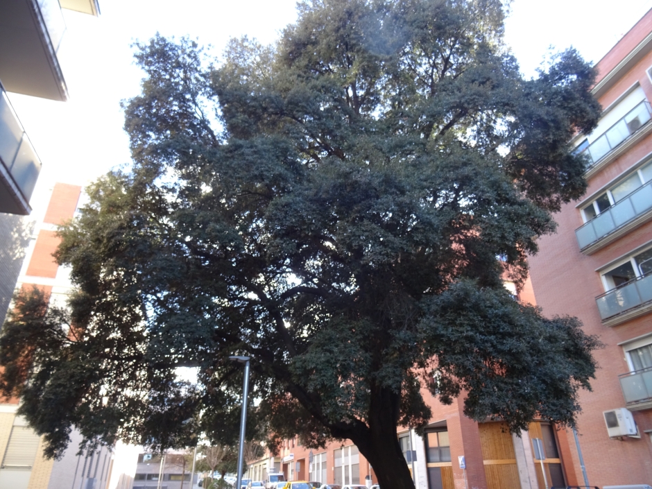 L'alzina del carrer de Borrell.