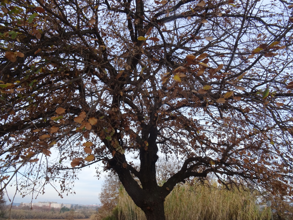 El roure del camí de Can Rabella.