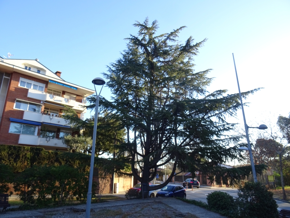 El cedre del Sant Crist.