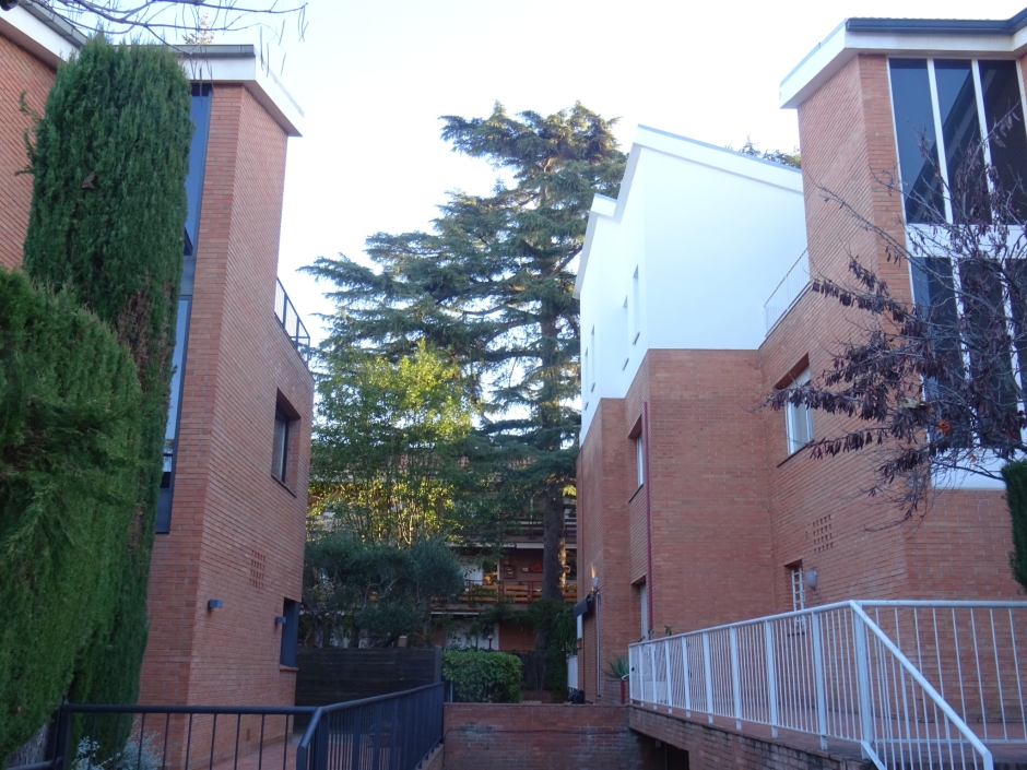 El cedre del carrer Mariné núm. 33 (I).