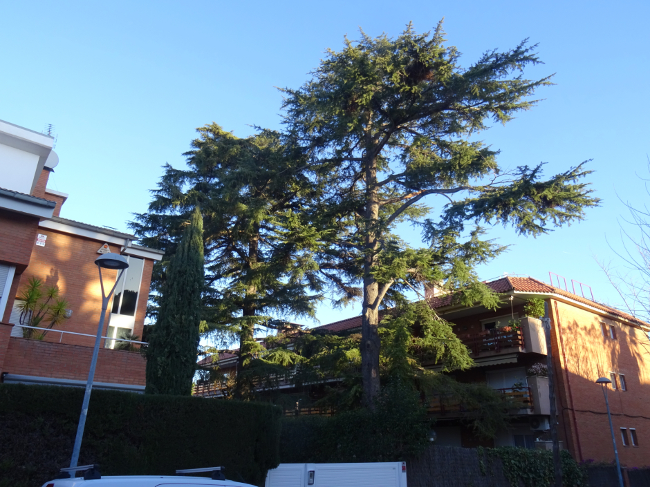 El cedre del carrer Mariné núm. 33 (II)