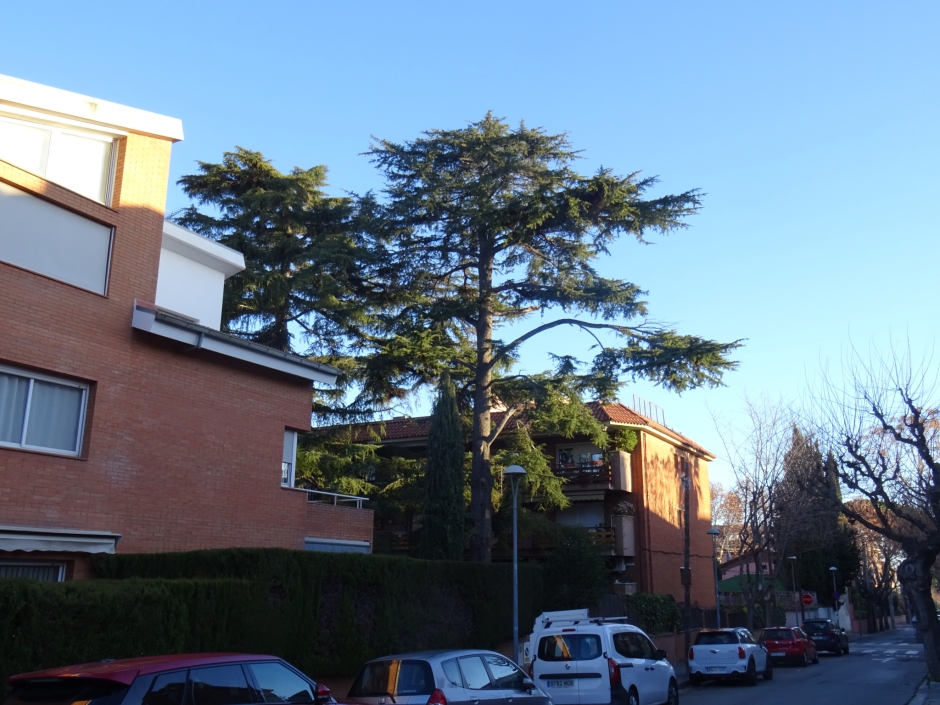 El cedre del carrer Mariné núm. 33 (II).
