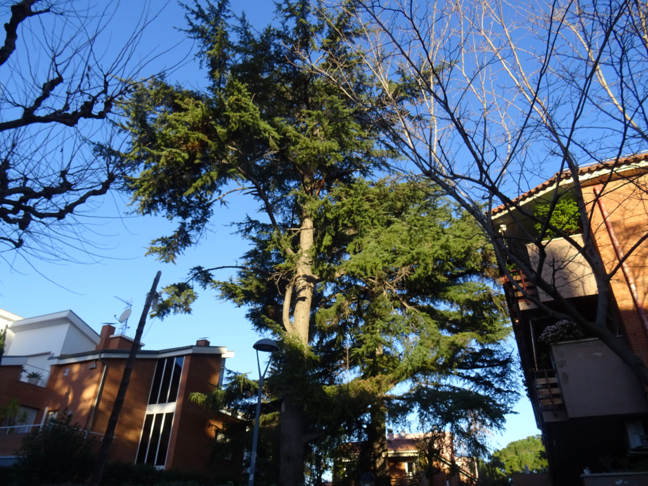 El cedre del carrer Mariné núm. 33 (II).