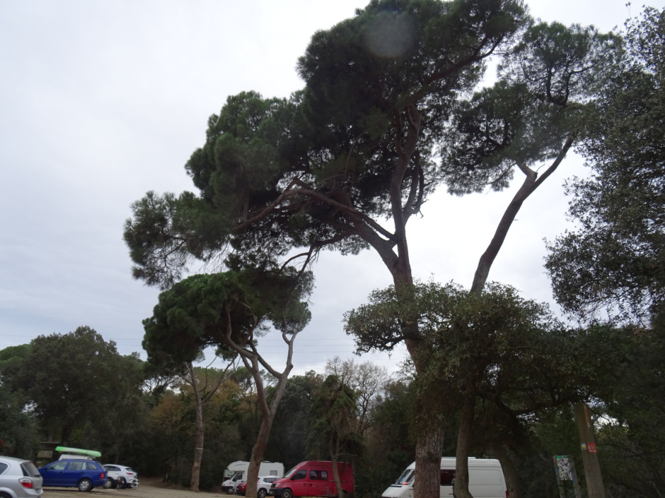 La pineda de Vista Rica.