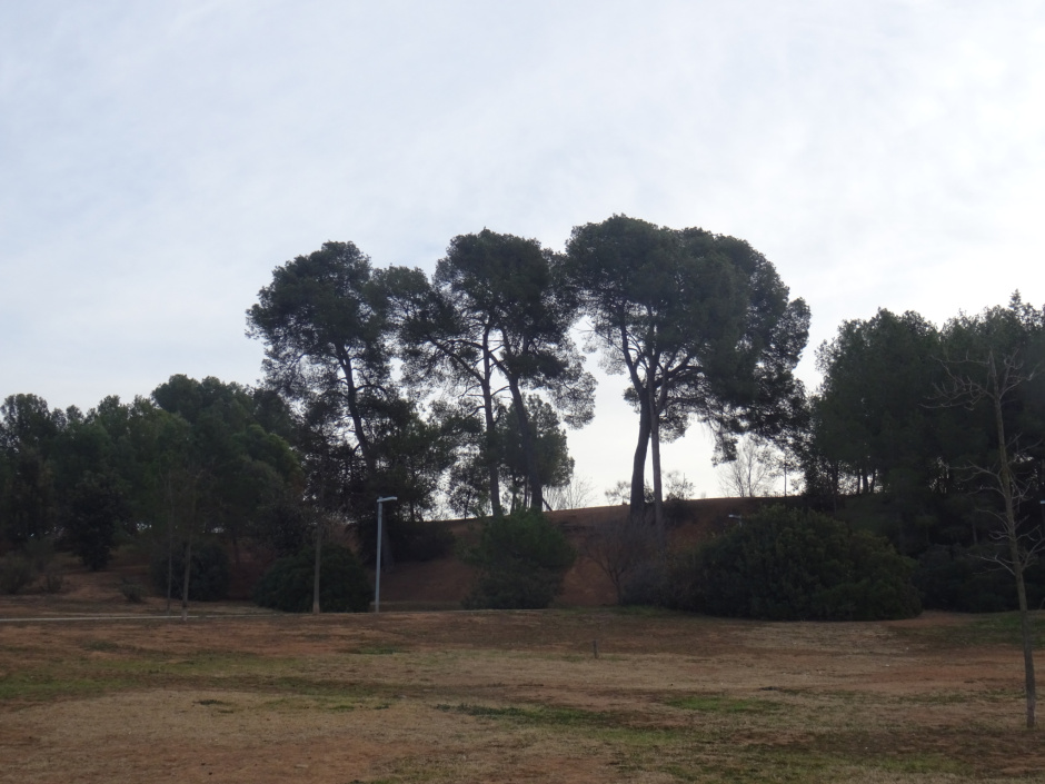Els pins blancs del turó de Can Mates.