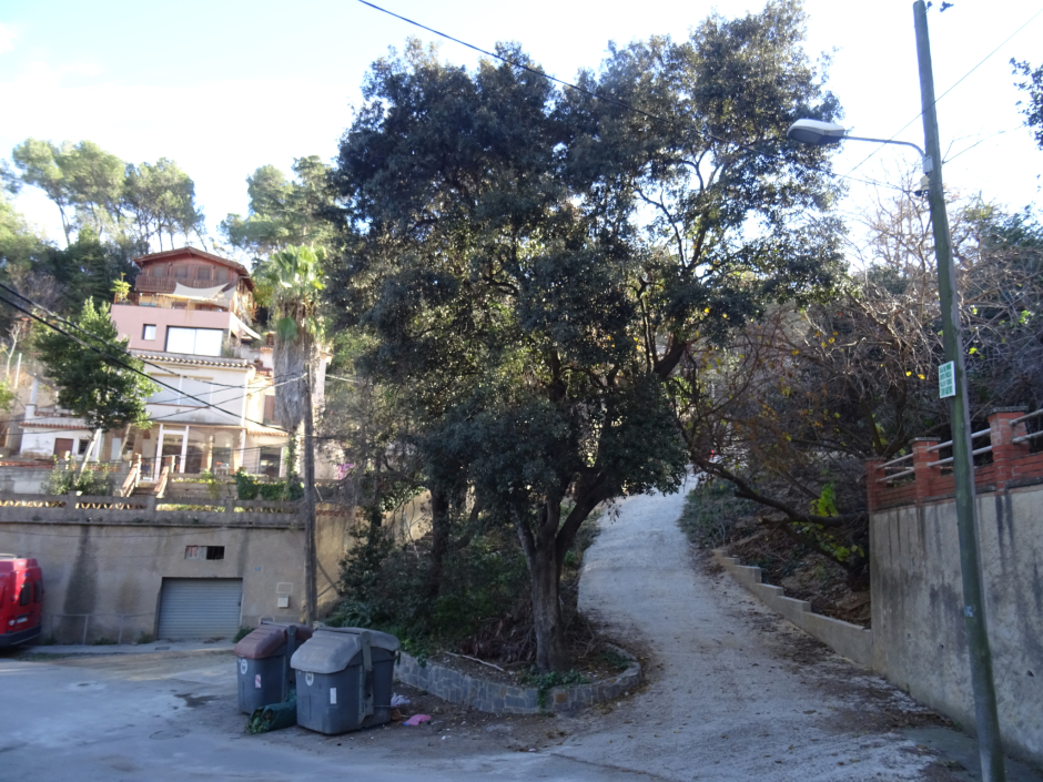 Alzines del passatge d'Adrià - carrer de Cupré.