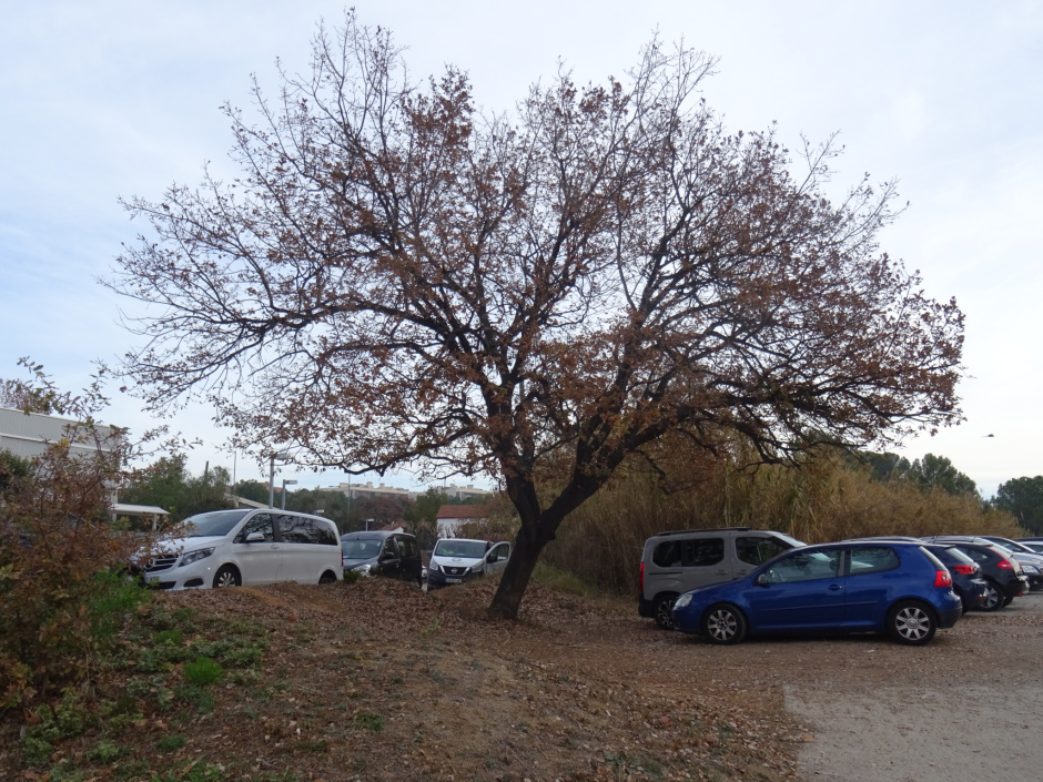 Roures del Bell Indret.