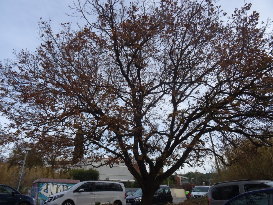 Roures del Bell Indret.