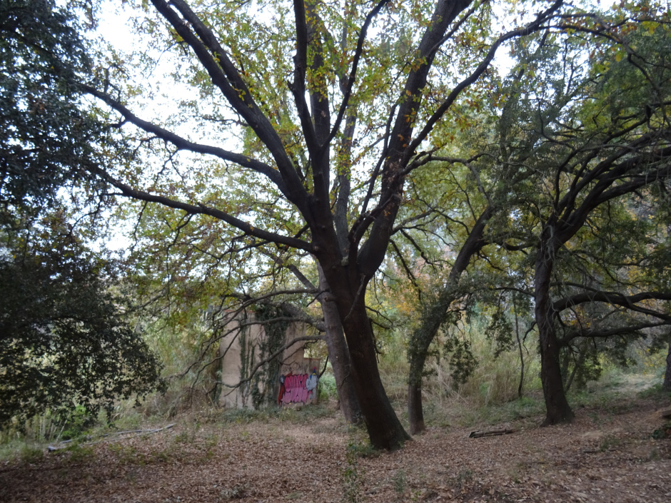 Roure gros del passeig del Tossal.