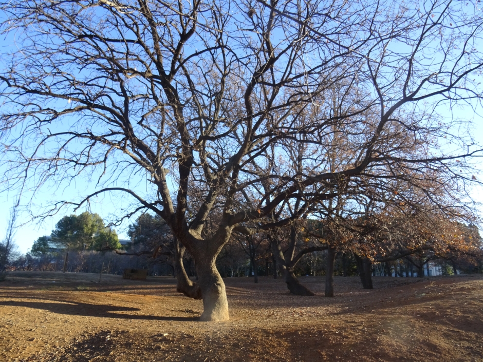 Roures del Parc de l'Arbòretum i del passeig d'Antoni Gaudí.