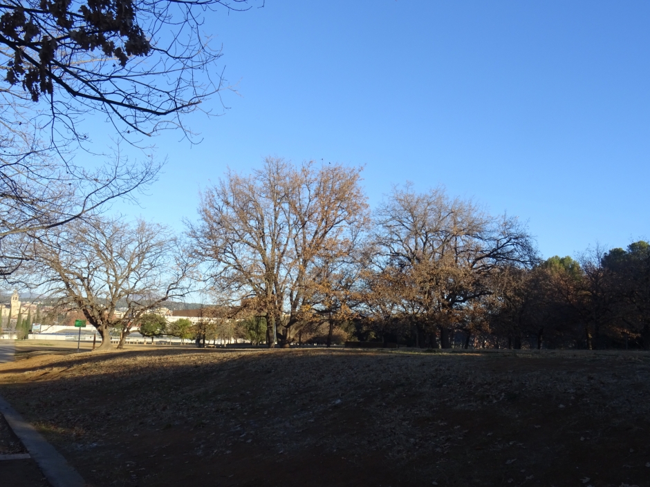 Roures del Parc de l'Arbòretum i del passeig d'Antoni Gaudí.