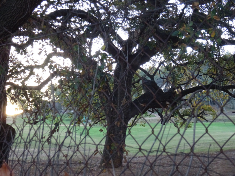 Roure gros del Camp de Golf