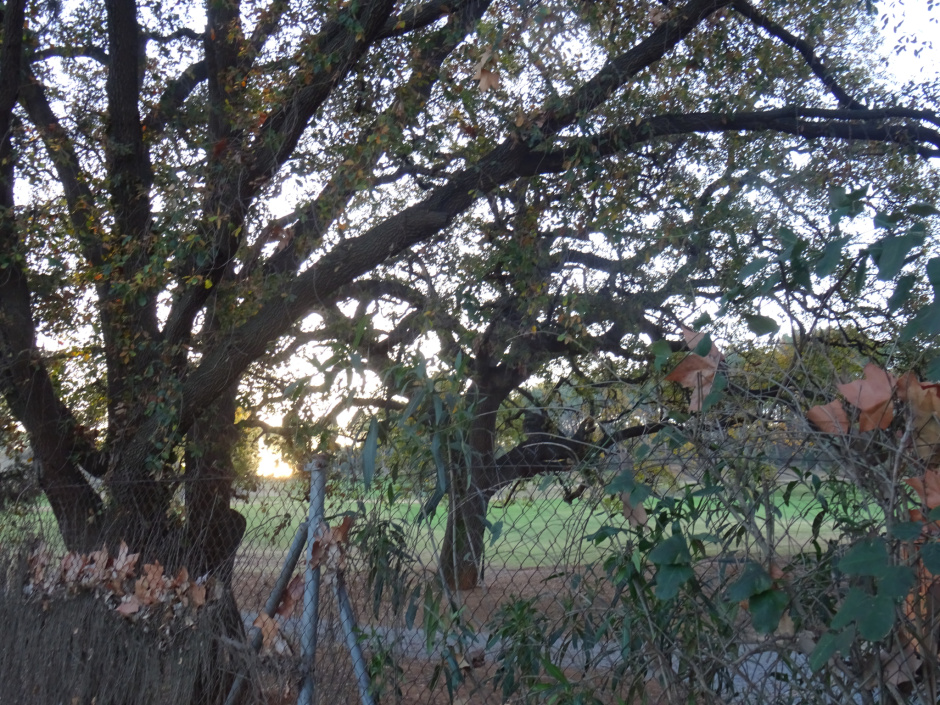 Roure gros del Camp de Golf