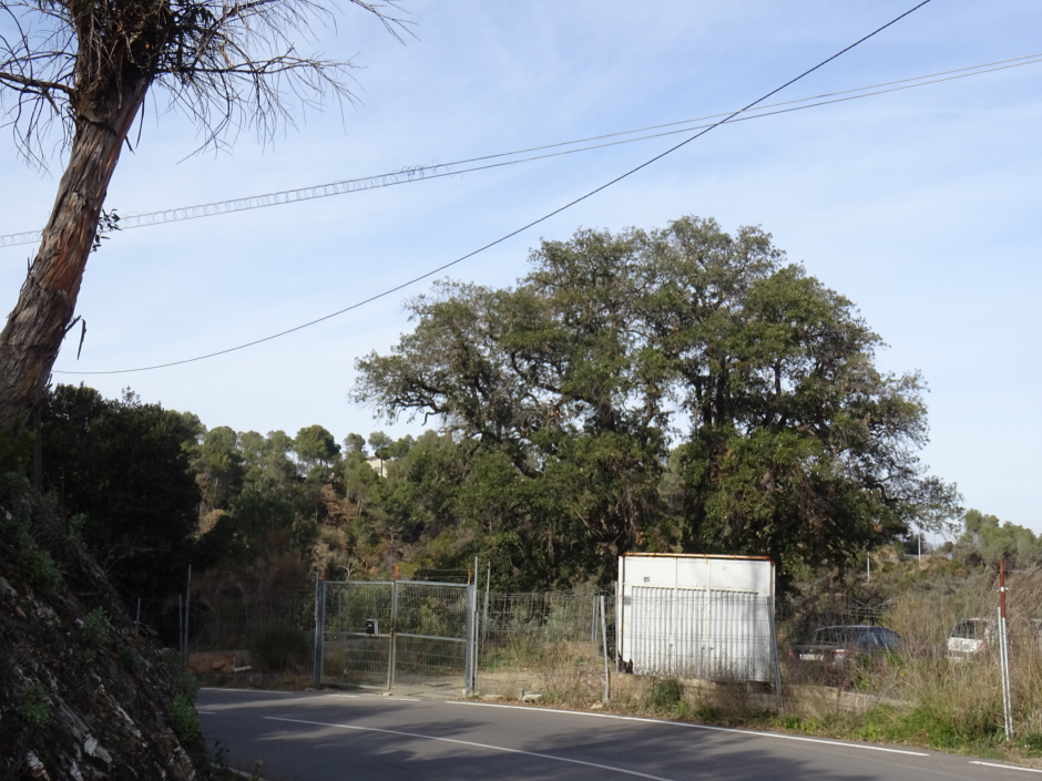 L'alzina de Can Flo.