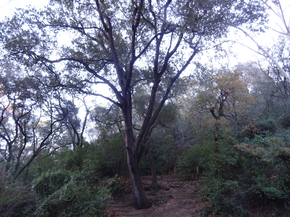 L'alzina de la font Groga.