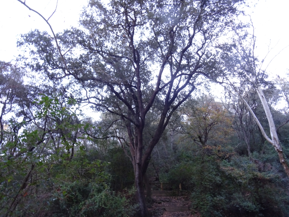 L'alzina de la font Groga.