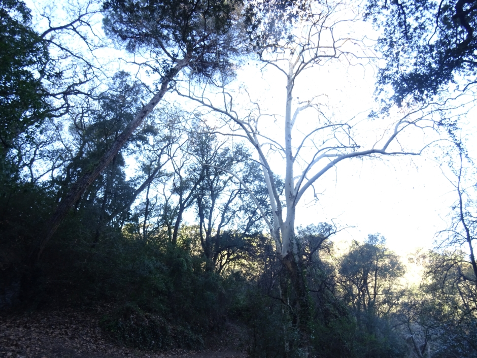 Els plàtans de la Font Groga.