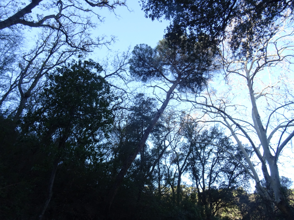 El pi de la Font Groga.