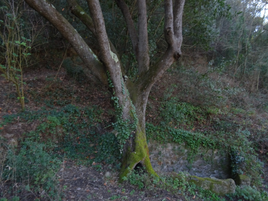 L'alzina de la font de Sant Medir.