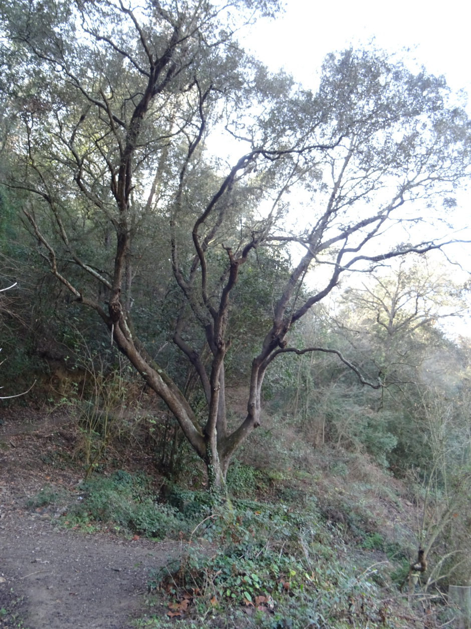 L'alzina de la font de Sant Medir.