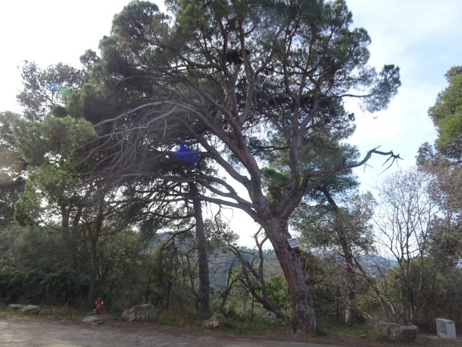 El pi rodó del camí de Can Boba.