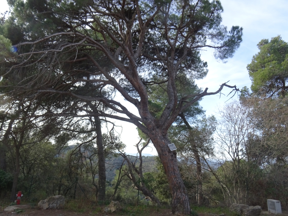 El pi rodó del camí de Can Boba.