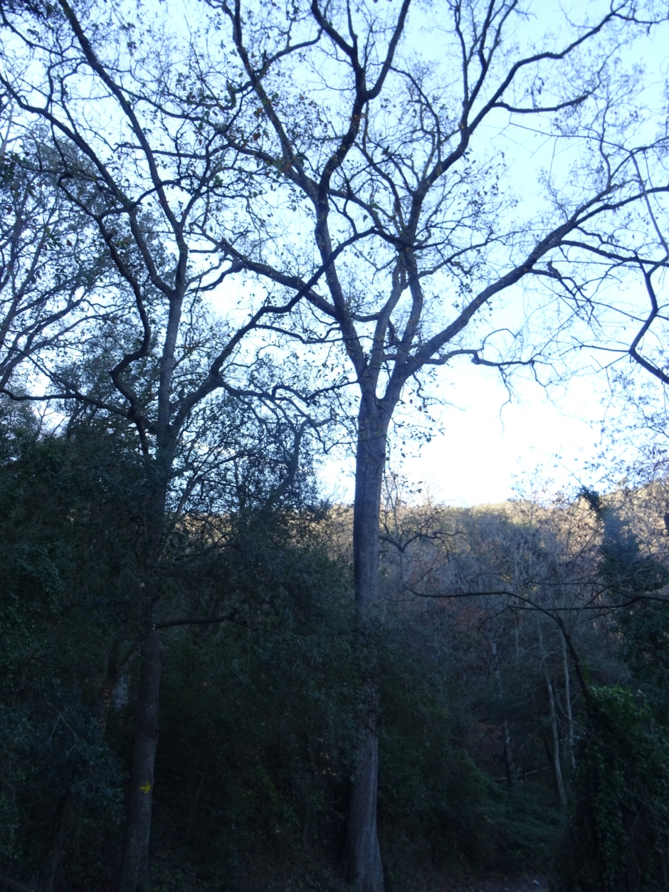 El roure de la Font Groga.